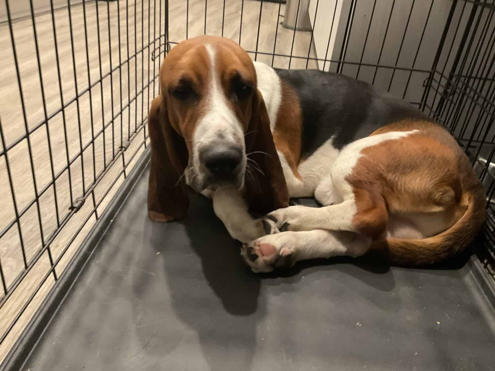 Bassett Hound Puppies image 7