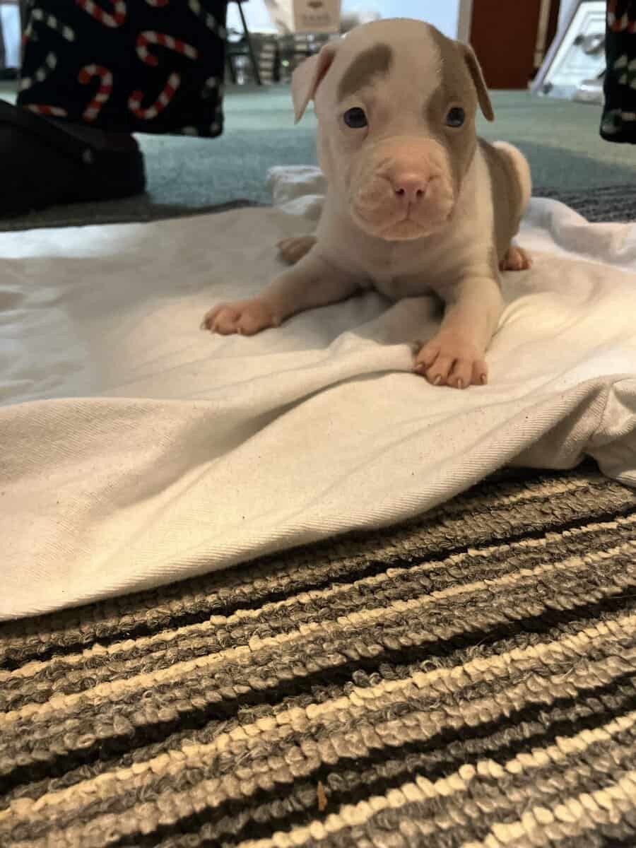 Pitbull puppy image 6