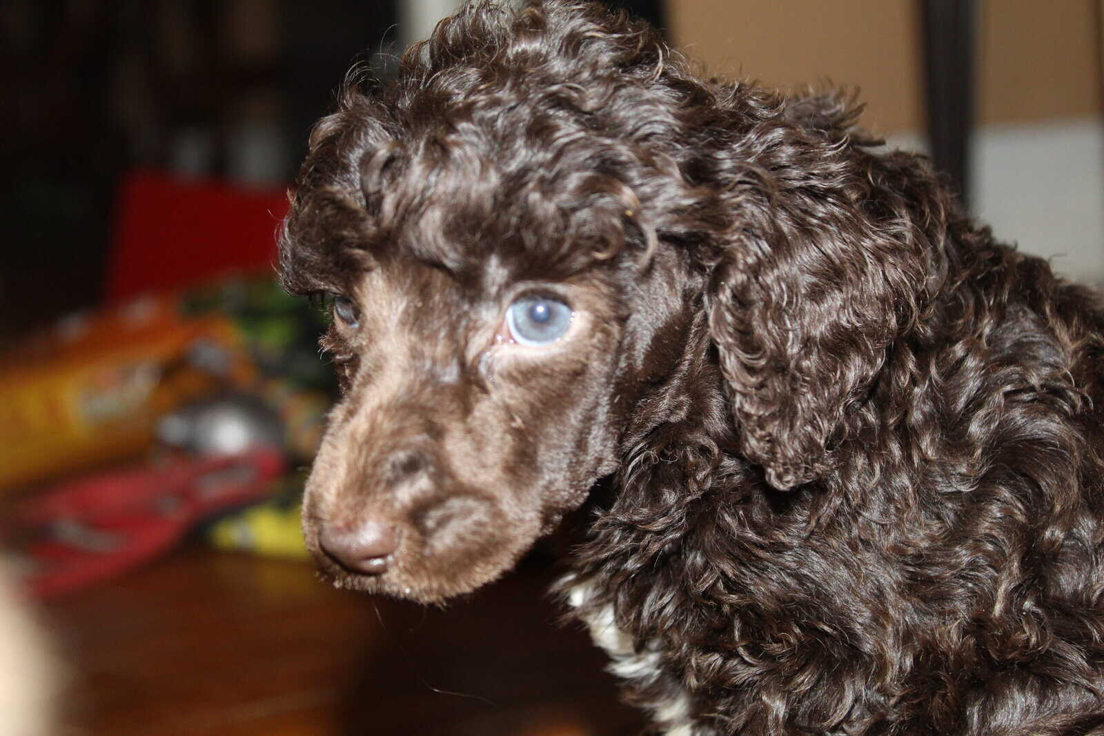 Standard poodle puppies image 4