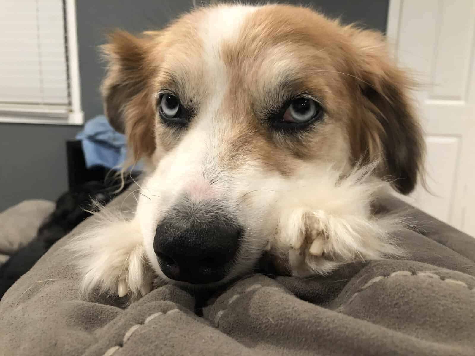 Sweet Female Aussie Looking for Her Person image 2