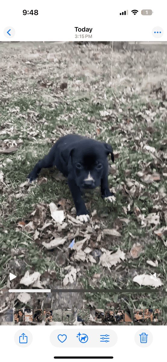 Puppies and young male dogs image 4