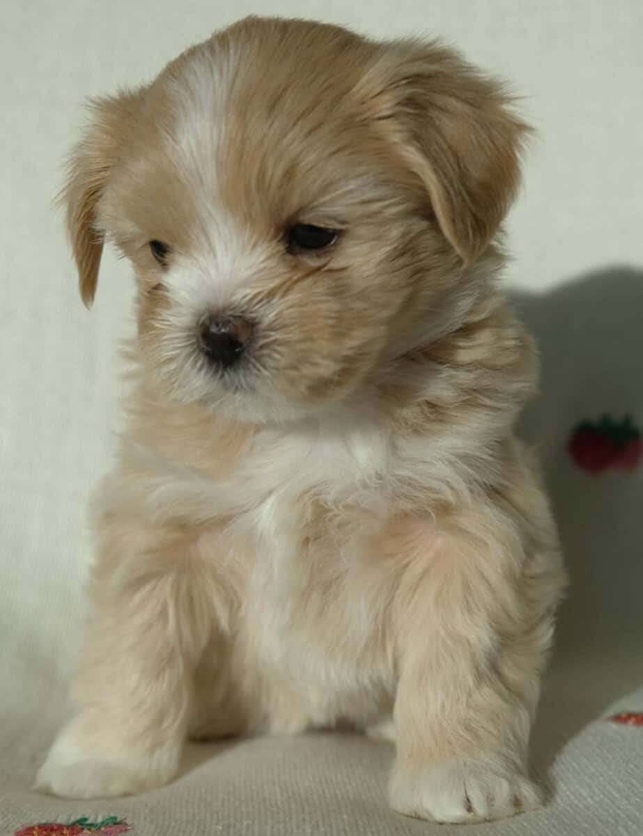 Honey, tiny malshi! image 4