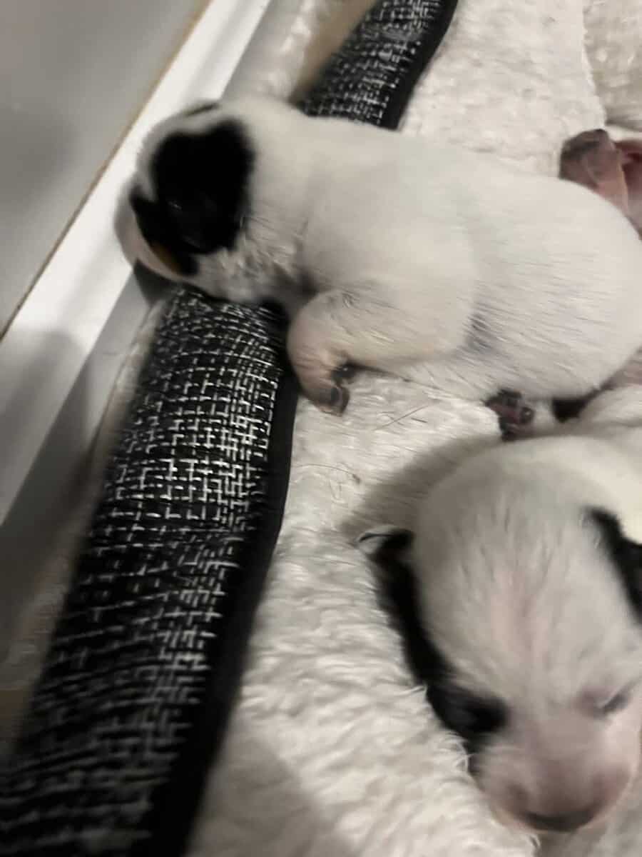 Australian cattle dog pups image 6