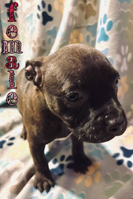 Adorable pitbull pups image 1