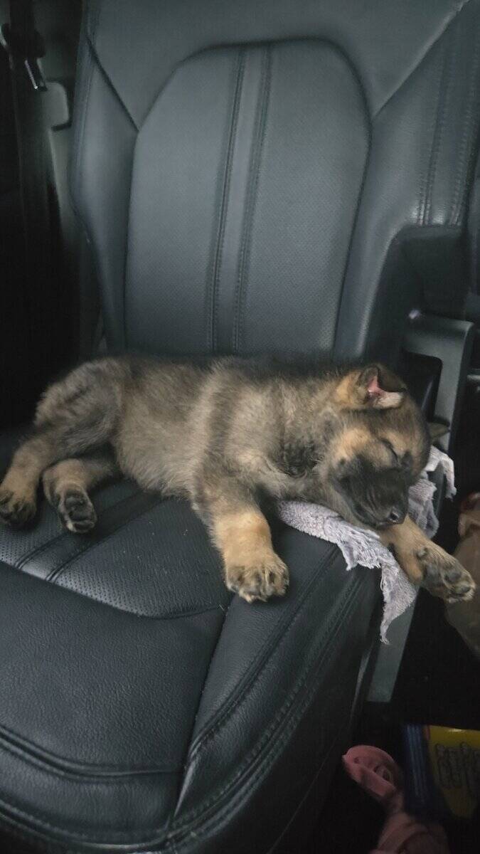German Shepherd puppy image 1