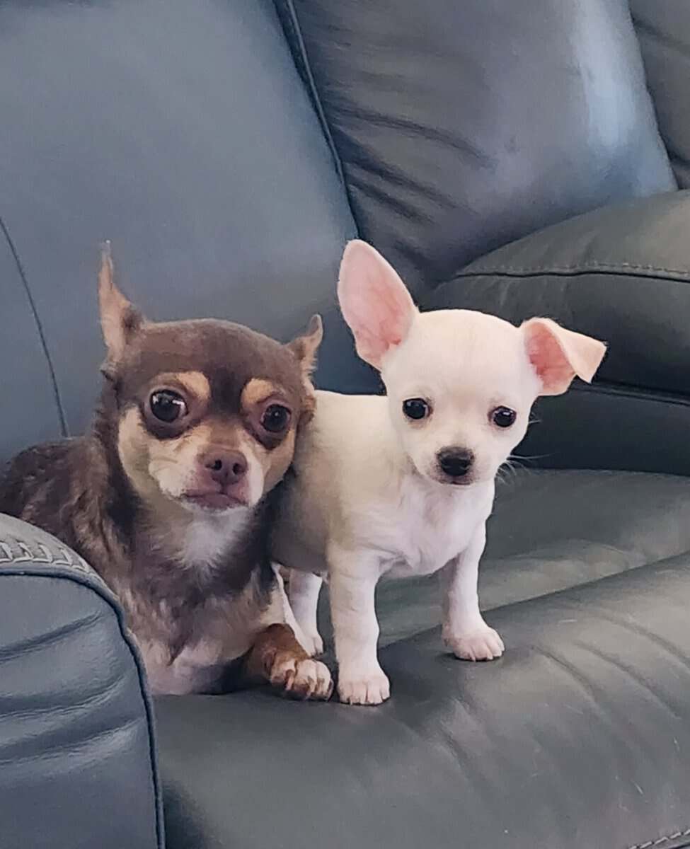 MALE CHIHUAHUA PUPPY image 4