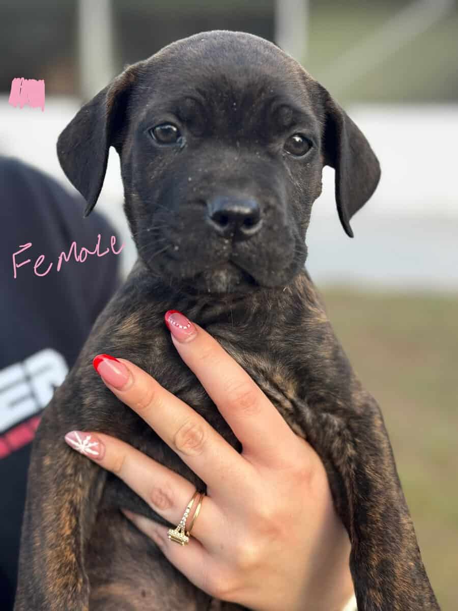 Cane Corso puppies image 7