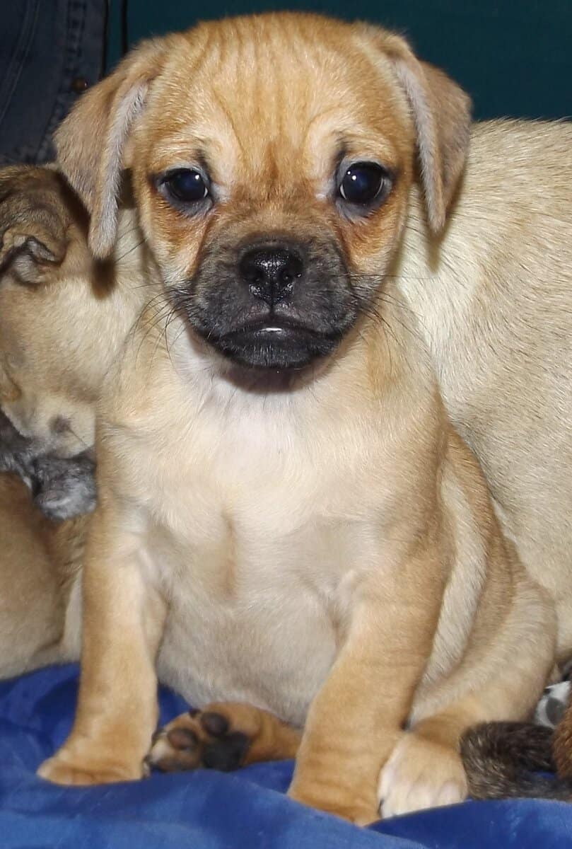 ADOREABLE CHUG PUPPIES BORN 11/05/25 image 6