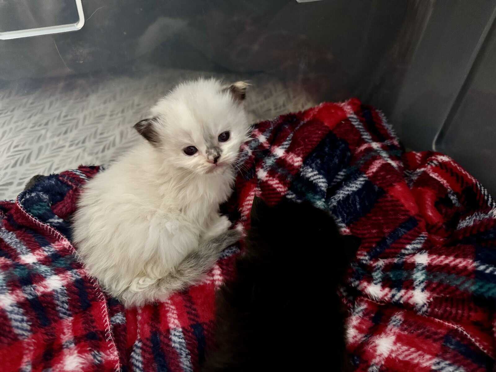 Furever Love image 18