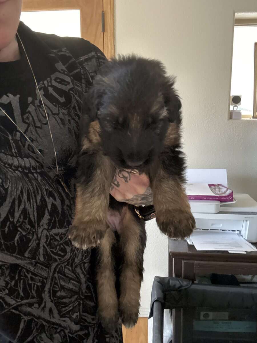 German Shepherds image 4