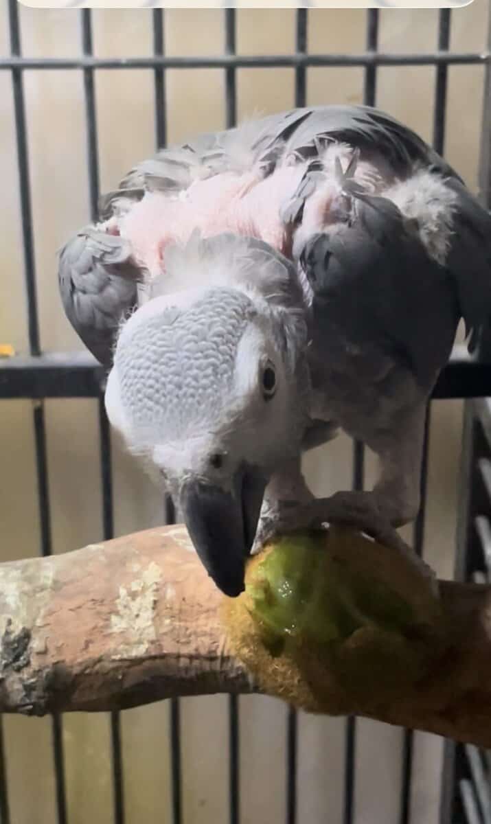 African Gray for sale - Male and Female image 2