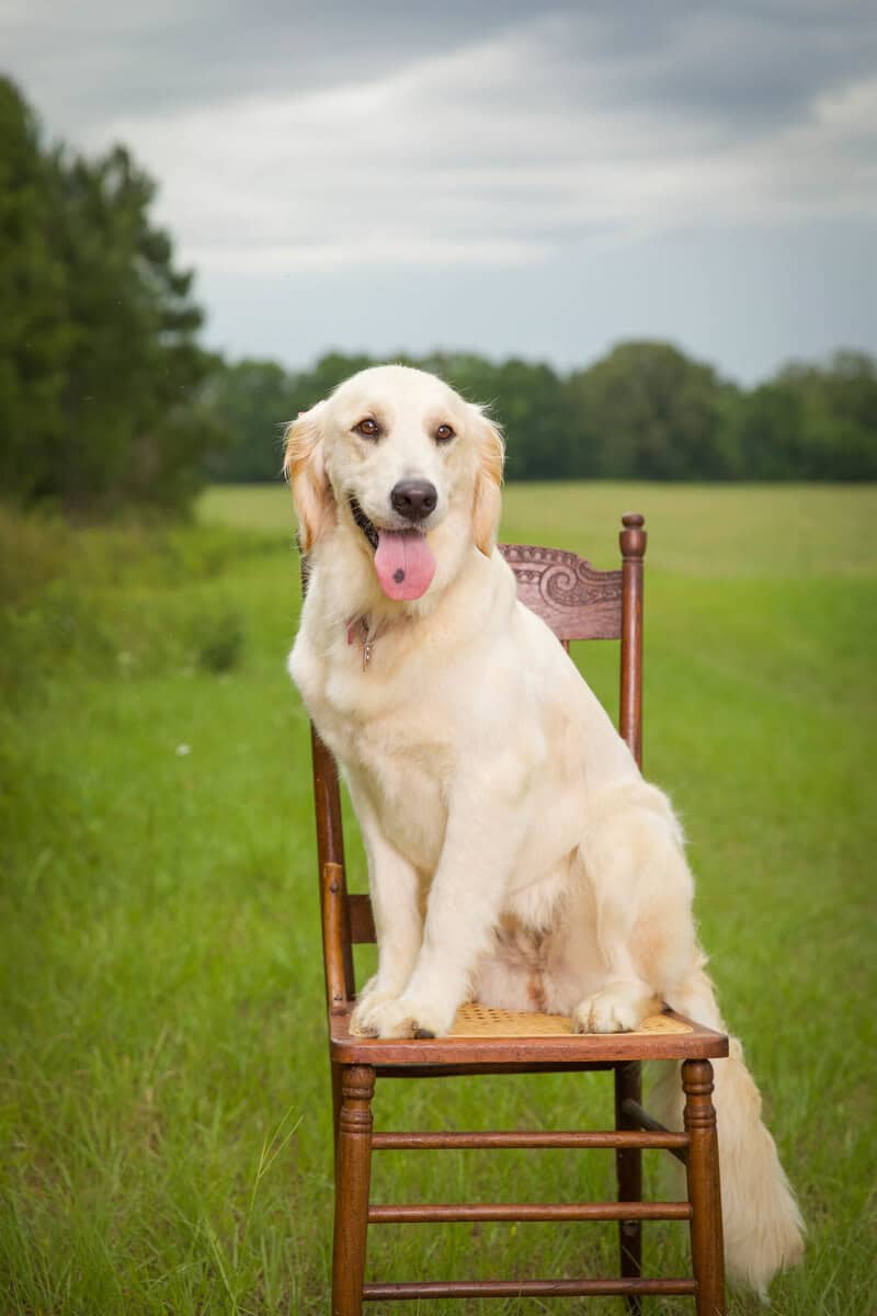 Southern Belle Kennel's Golden retrievers image 1