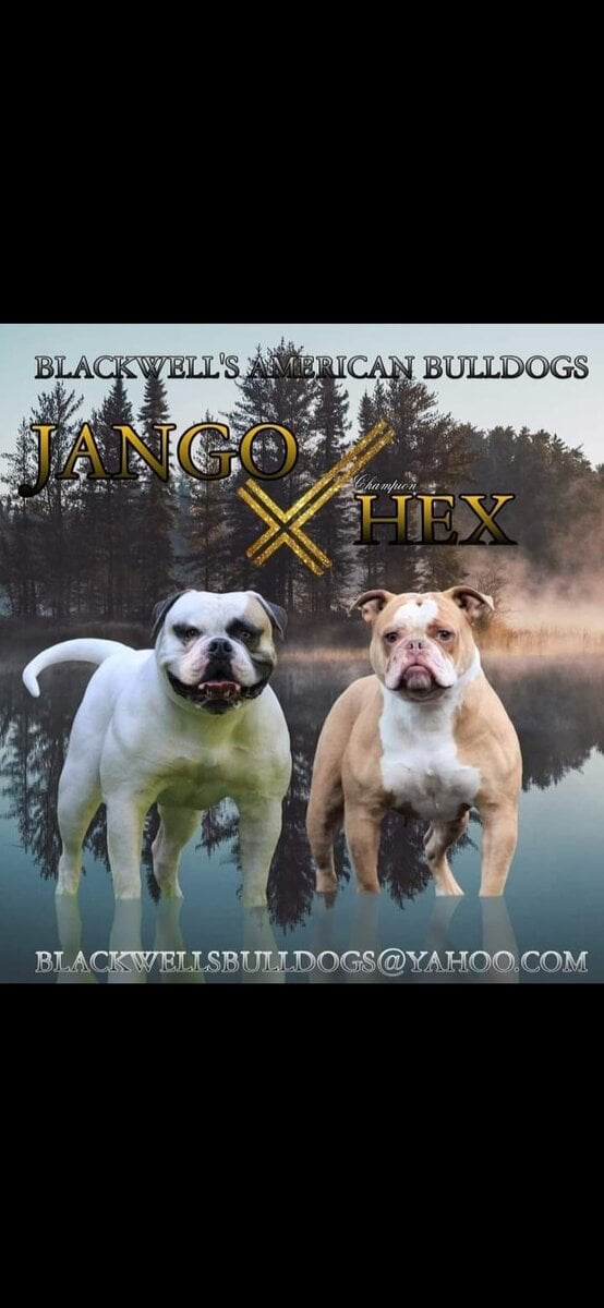American Bulldogs image 8
