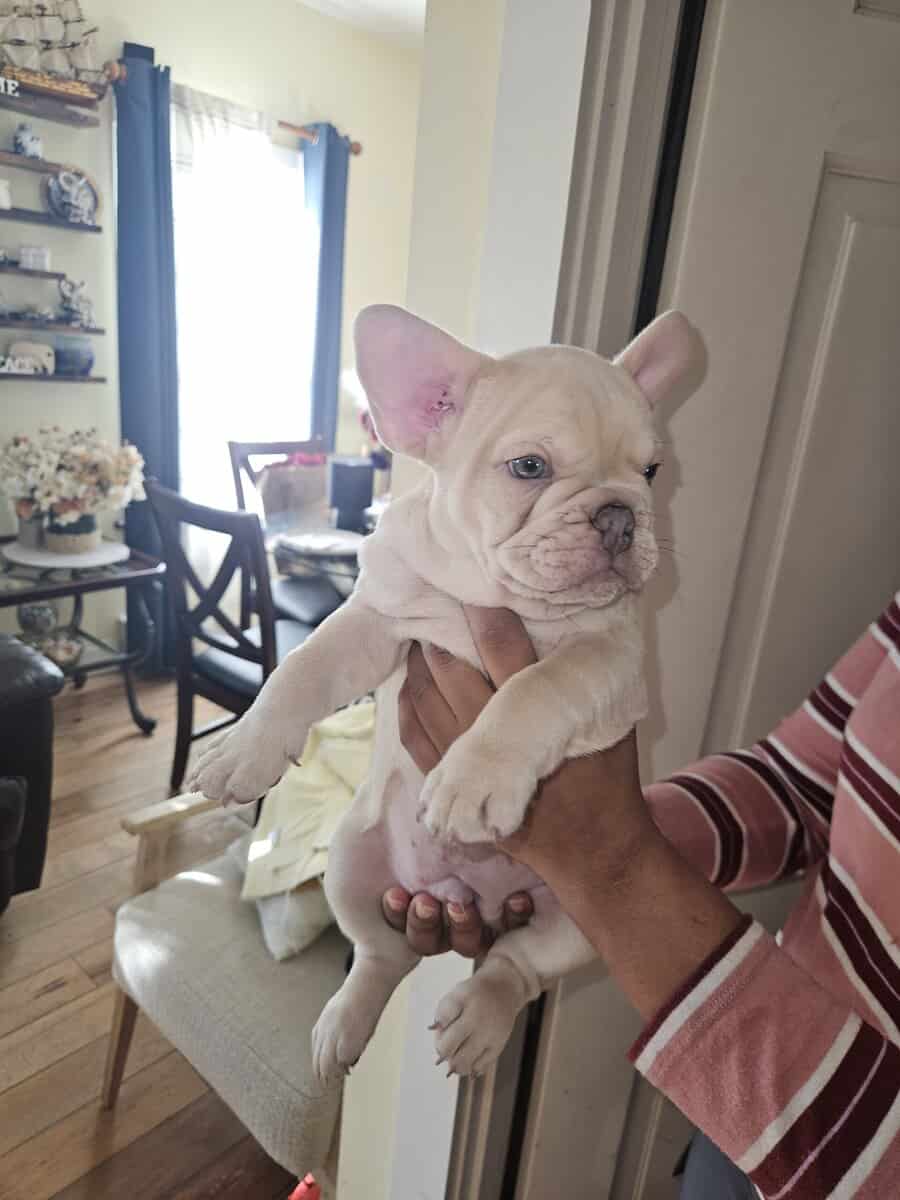 French bulldogs puppies image 10
