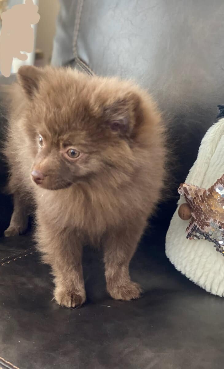 Pomeranian puppy rehomeing image 1