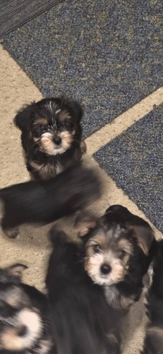 Yorkie Puppies image 4