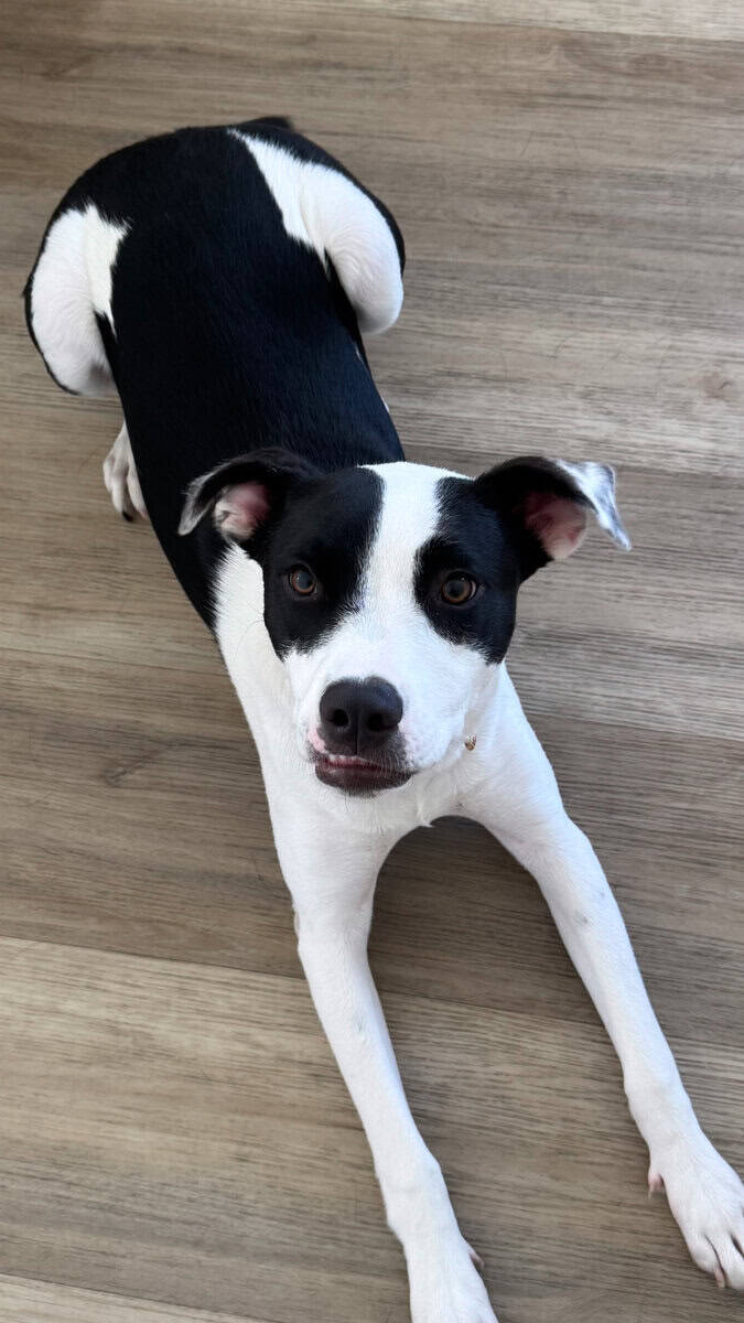 Meet sweet girl Moo! 1 year image 1