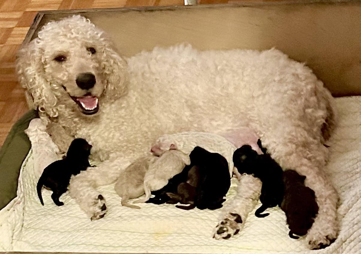 Beautiful Goldendoodle puppies image 8