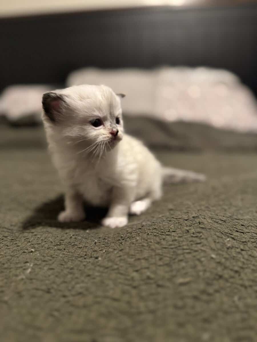 Furever Kitten Love image 6