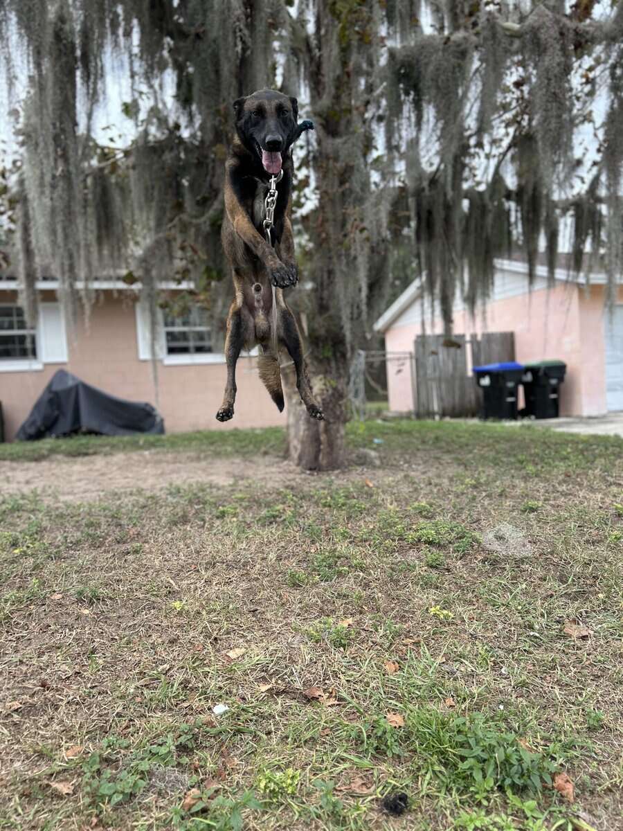 AKC Registerd Belgian Malinois stud available image 1