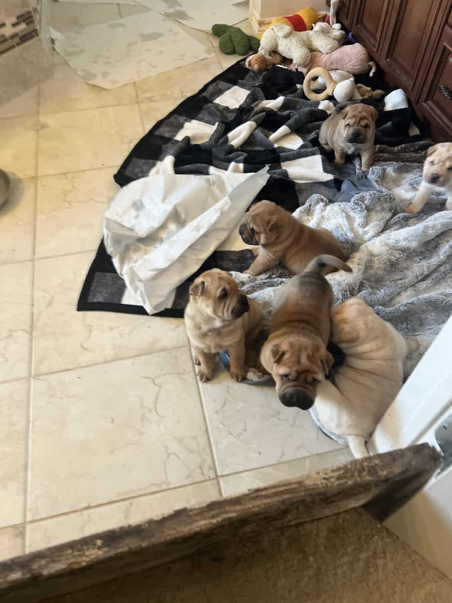 Chinese Shar-pei image 15