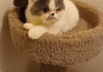 Adult Female Exotic Shorthair Cfa Blue And White