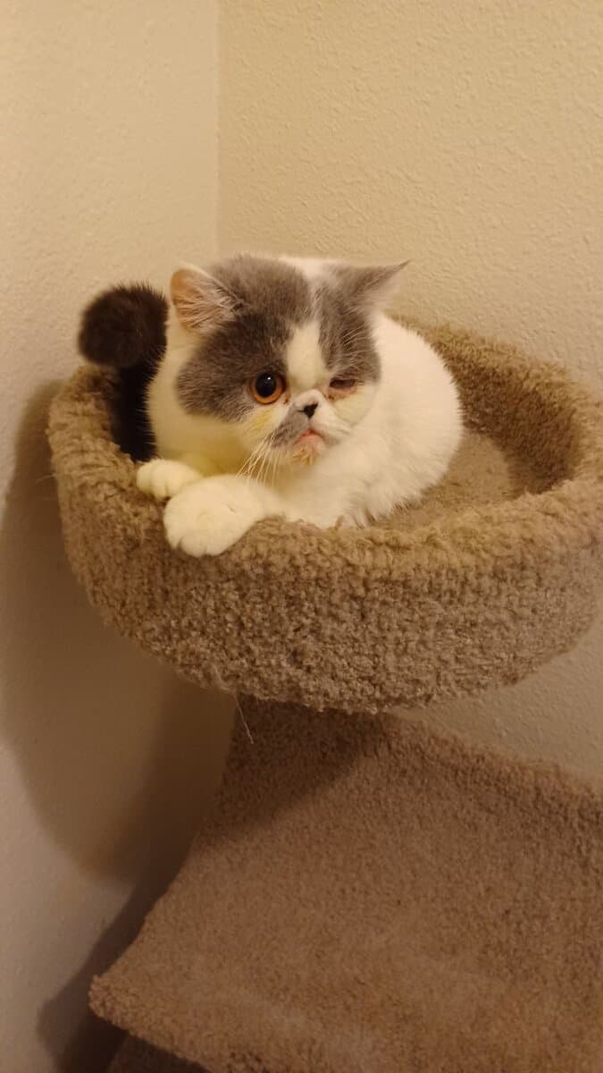 Adult Female Exotic Shorthair Cfa Blue And White image 1
