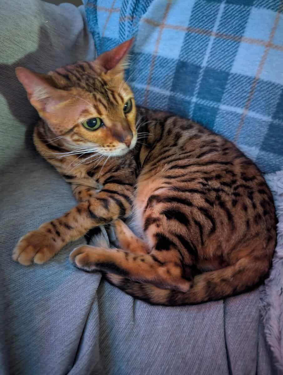 adult bengal image 4