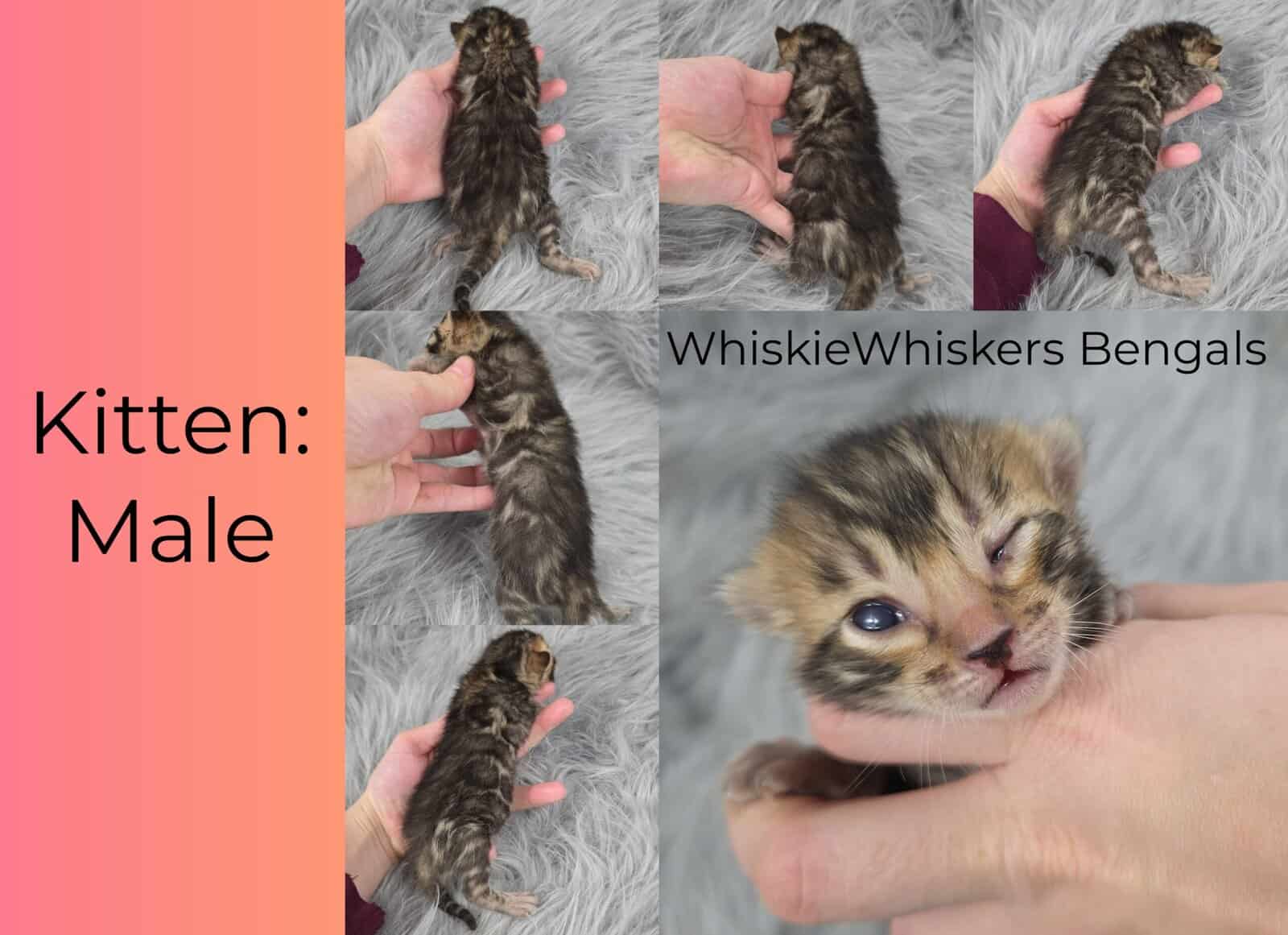Athenas litter image 2