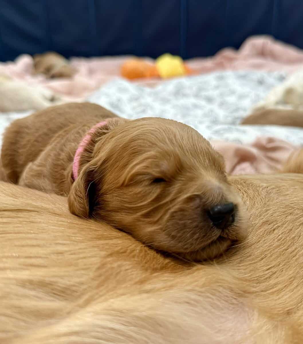 Goldendoodle Puppies - Super Cute! image 8