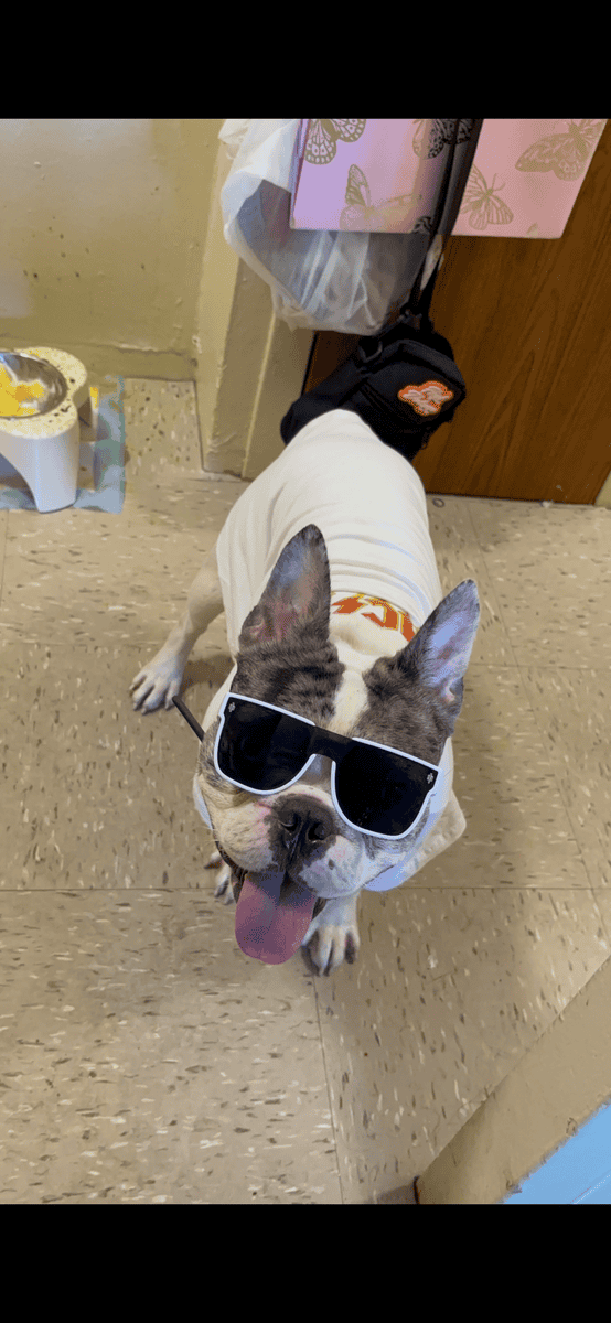 Frenchie looking for a new home image 1