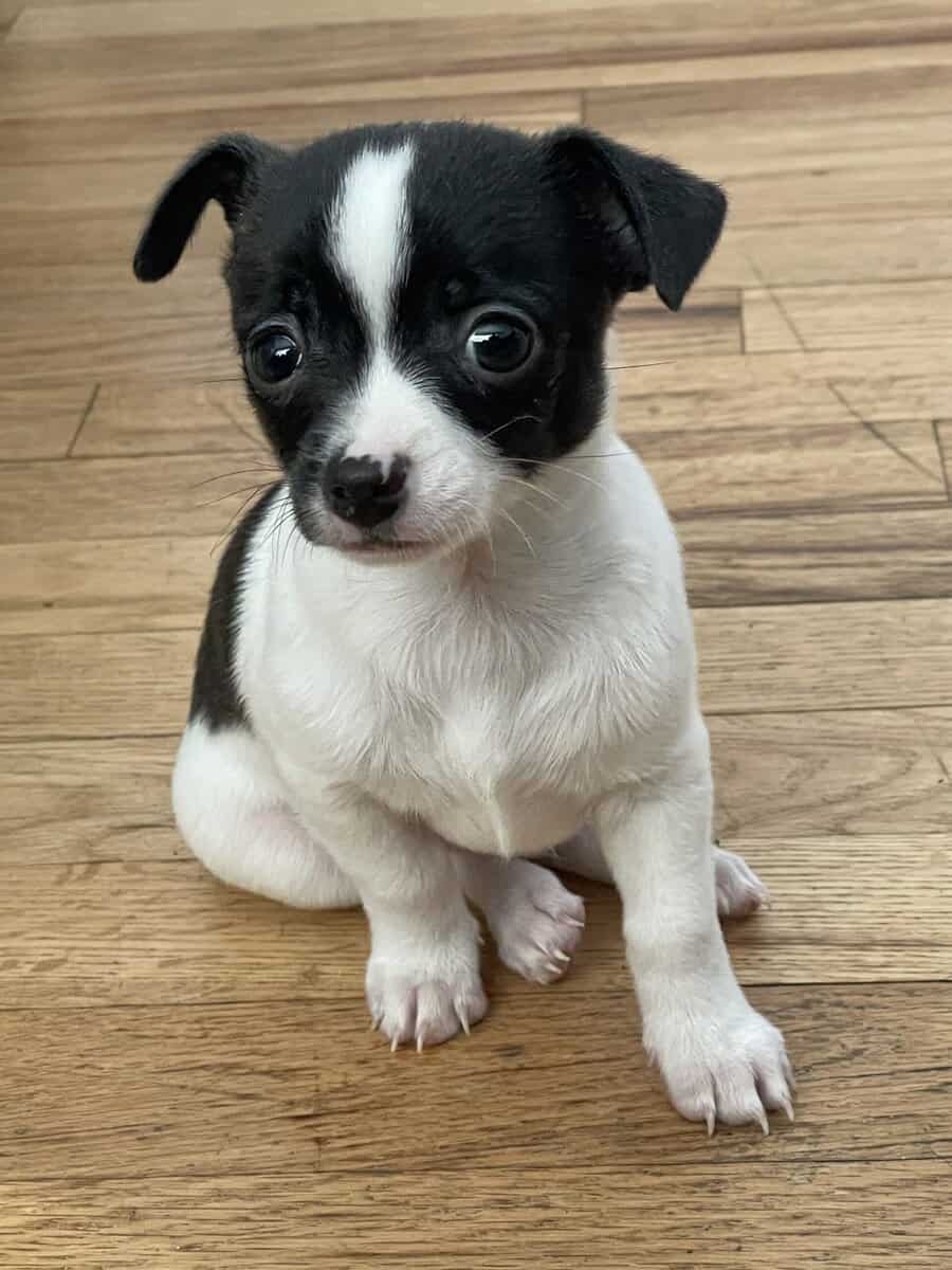 Adorable Chihuahua Puppy image 3