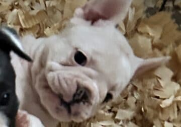 Frenchie/English Bulldogs