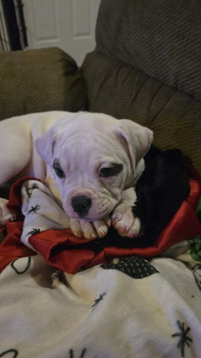 American Bulldogs image 2