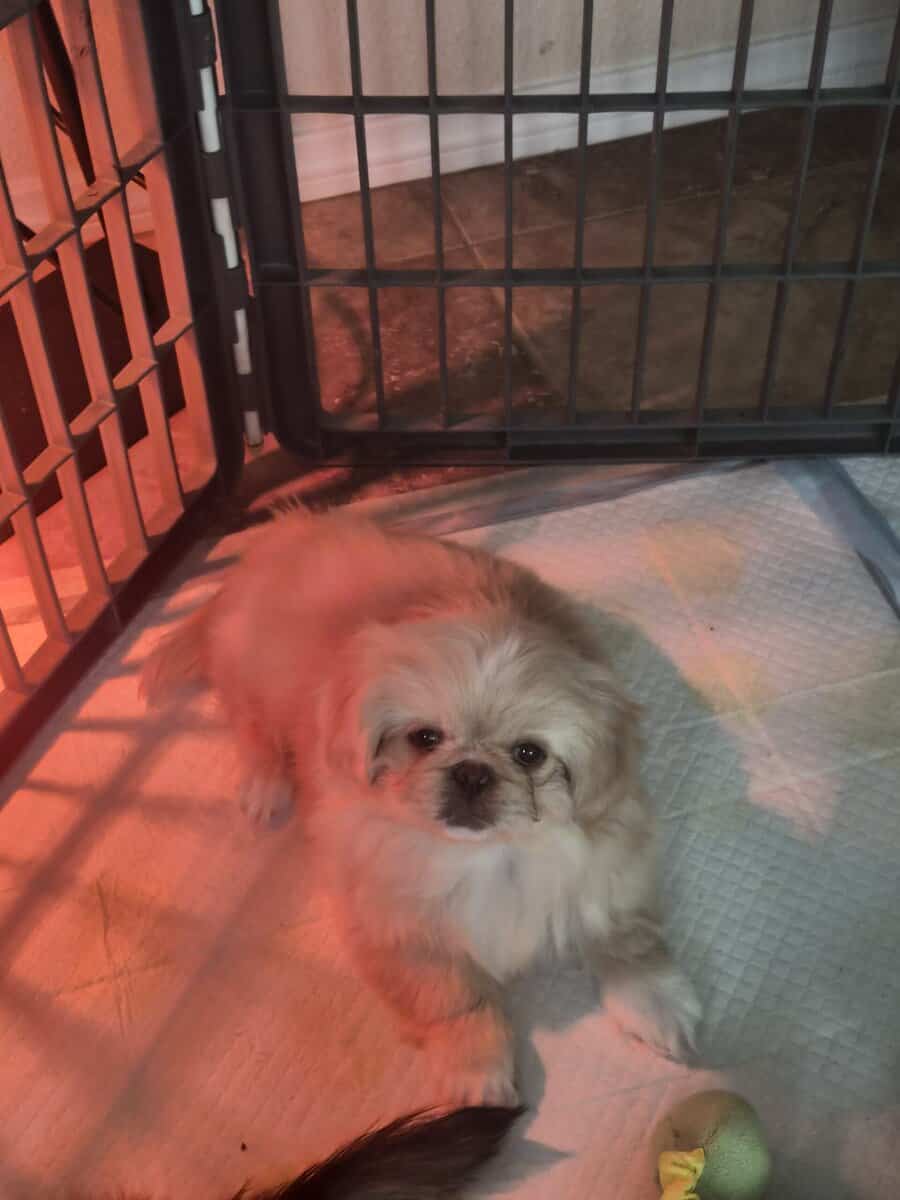 Pekingese image 1