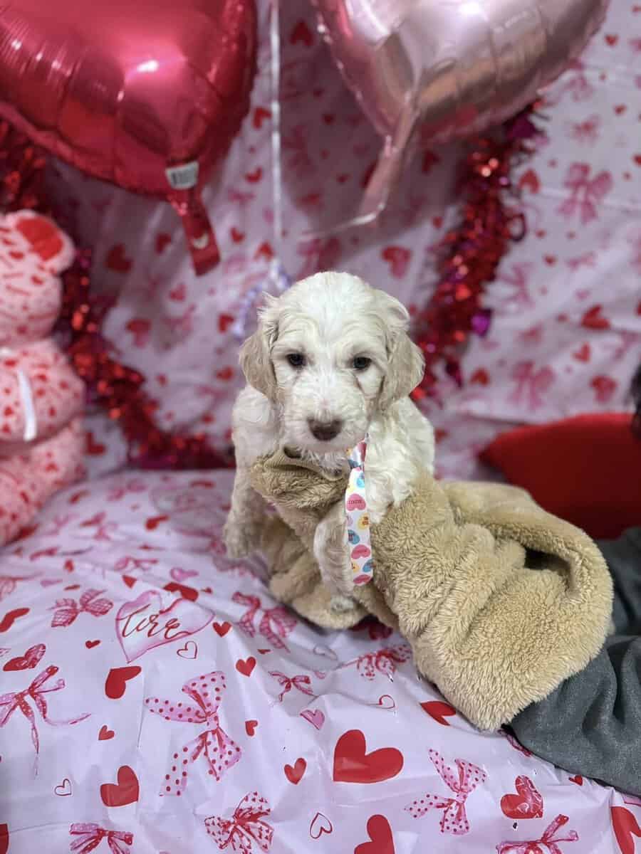 Goldendoodle Puippies image 6