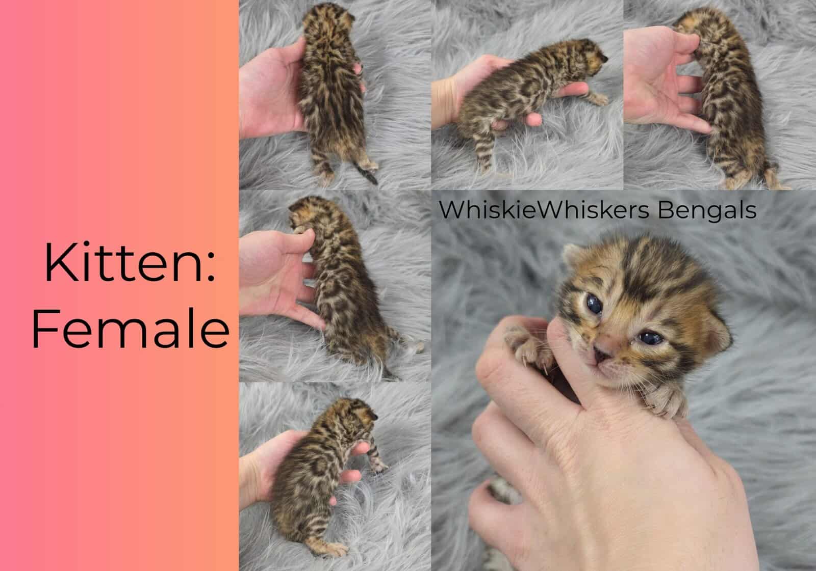 Athenas litter image 1
