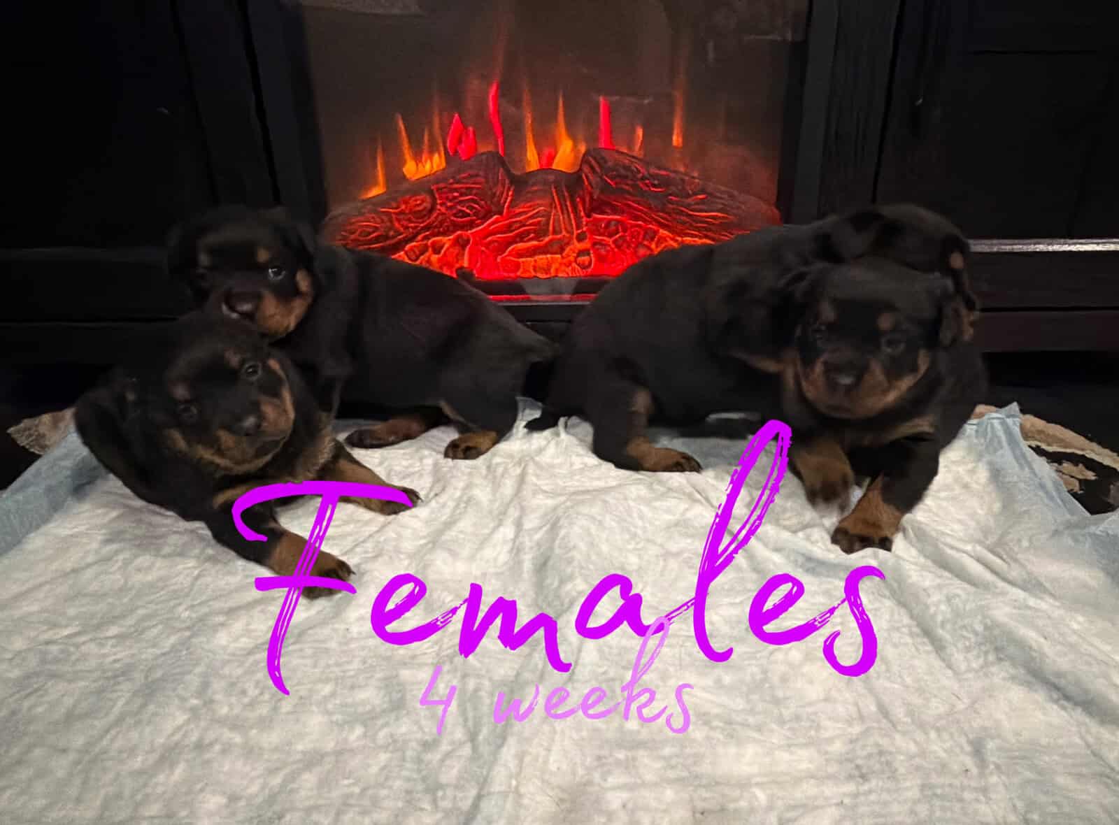 Ready AKC Rottweiler Puppies, no deposit image 3