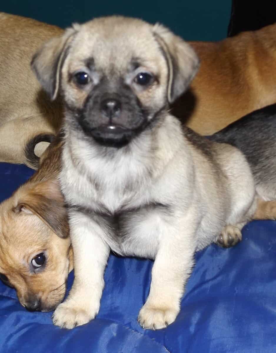 ADOREABLE CHUG PUPPIES BORN 11/05/25 image 1