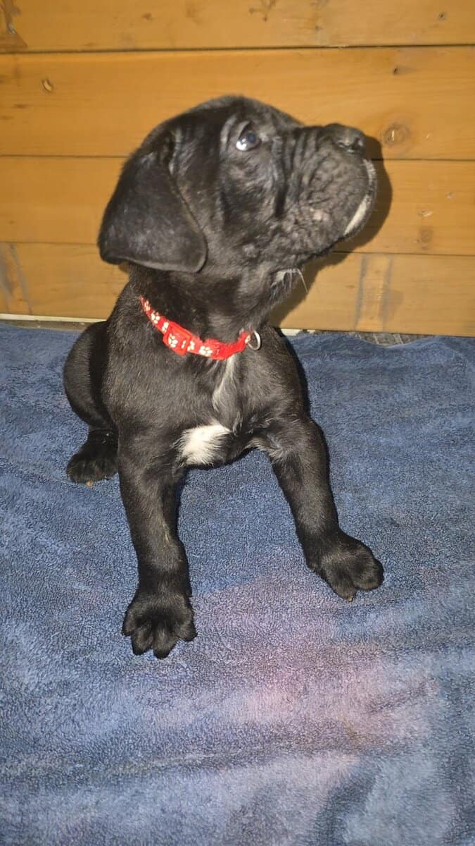 Red collar image 3