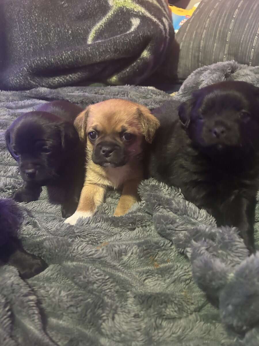 Puppy’s for sale puppy puppies image 2