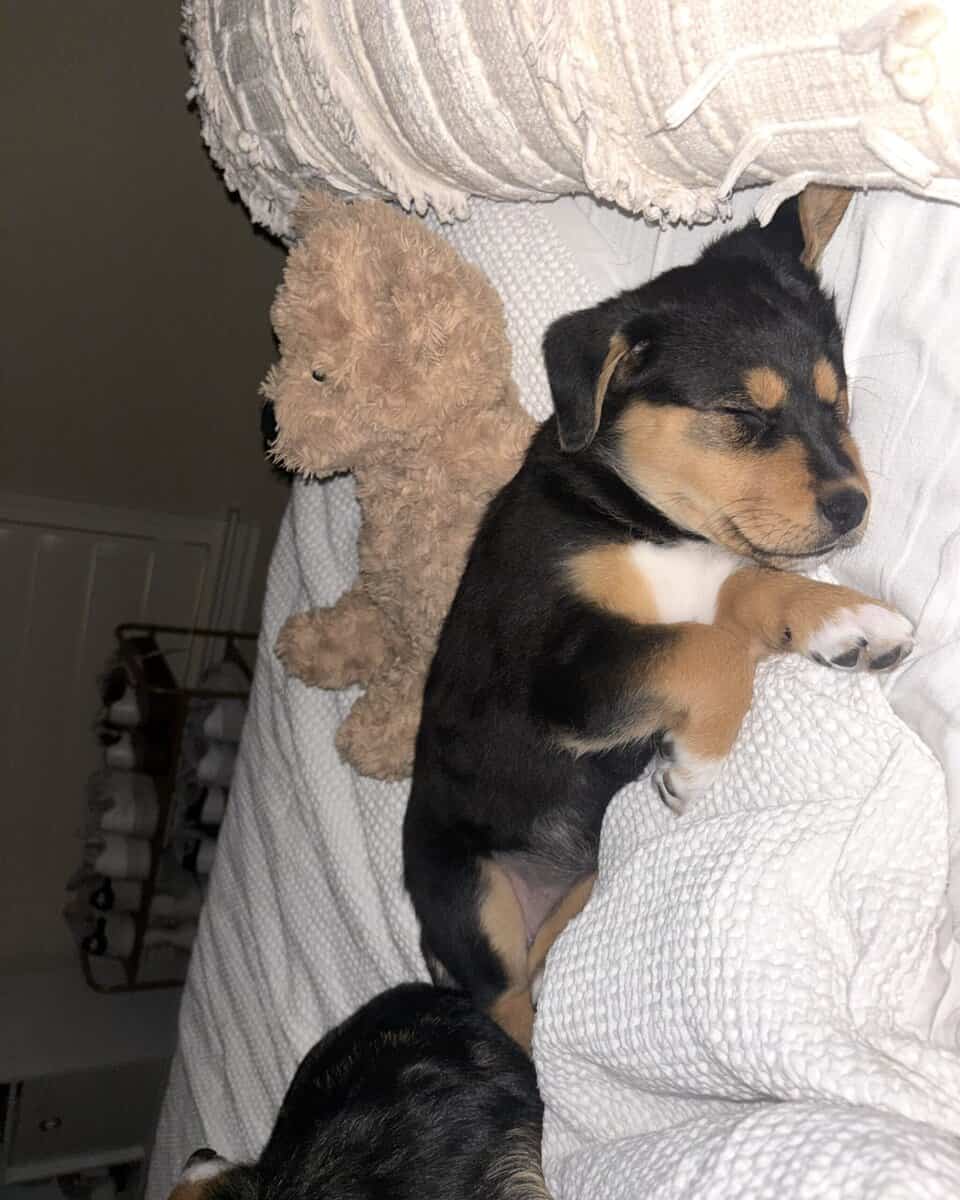Cowboy corgi image 2