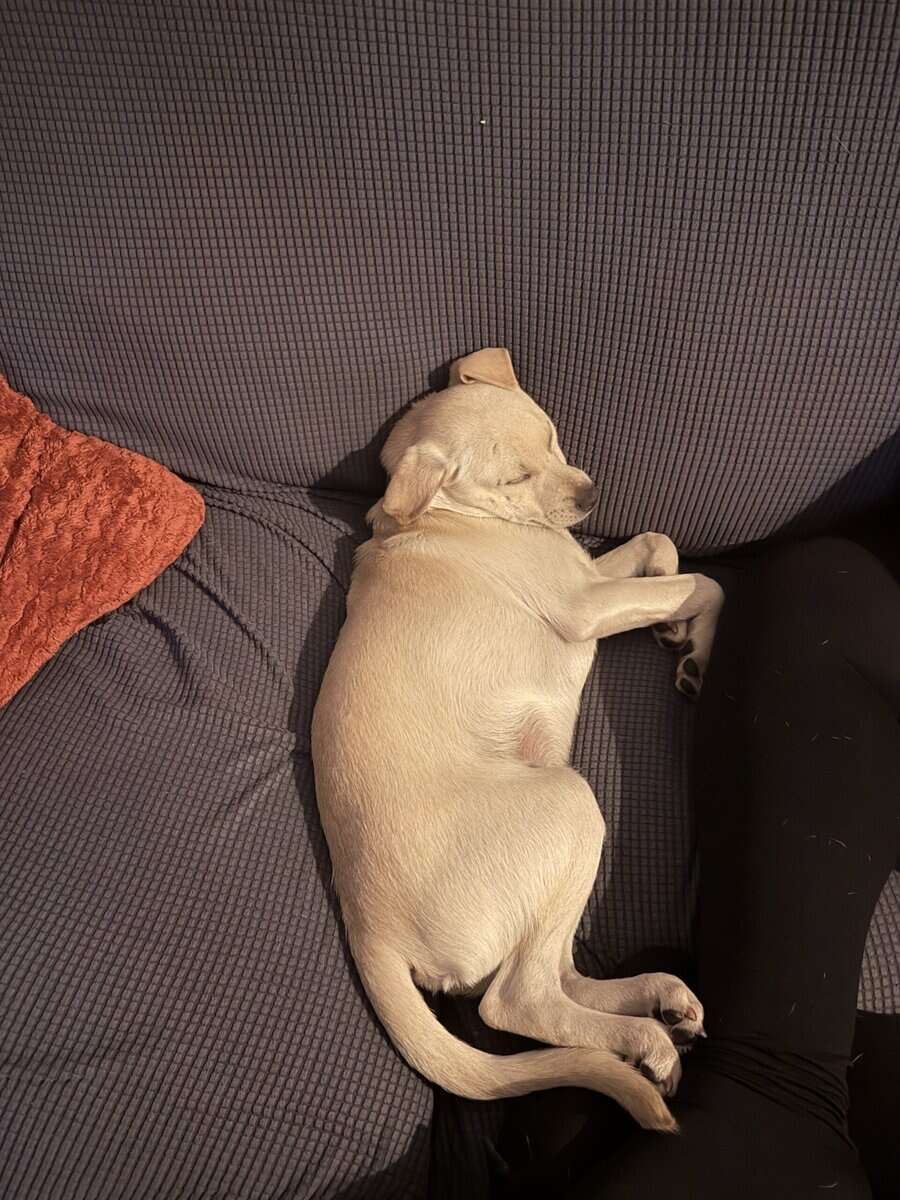 DOG REHOMING image 3