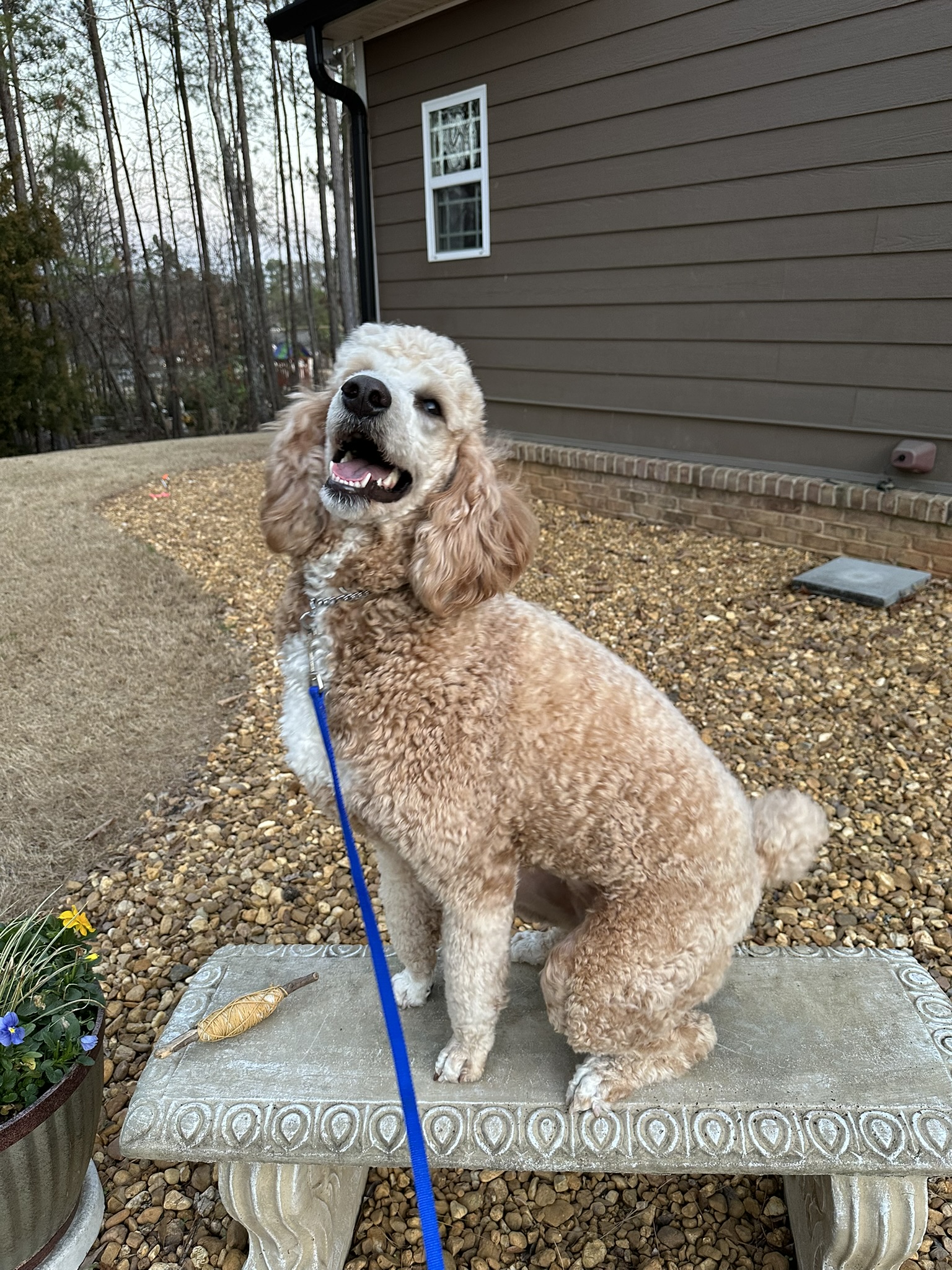 Gracie Pup Standard Poodle image 3
