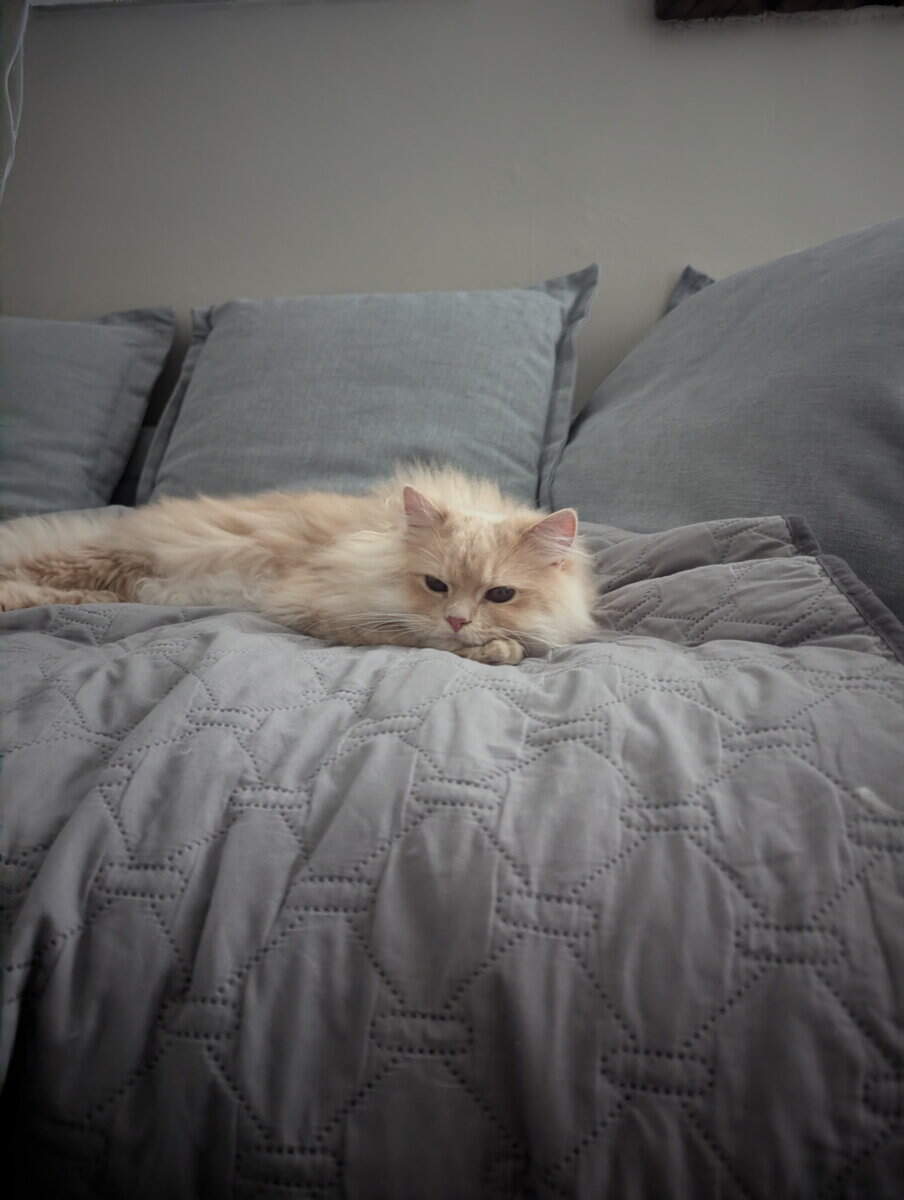 Persian / American bobtail mix image 3