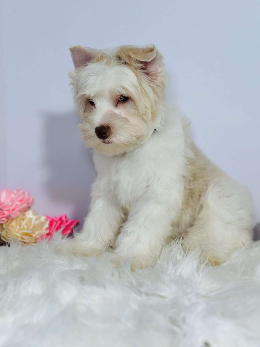 Blonde chocolate yorkie image 7