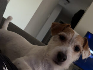 Shorty, Jack Russell terrier CKC registered stud