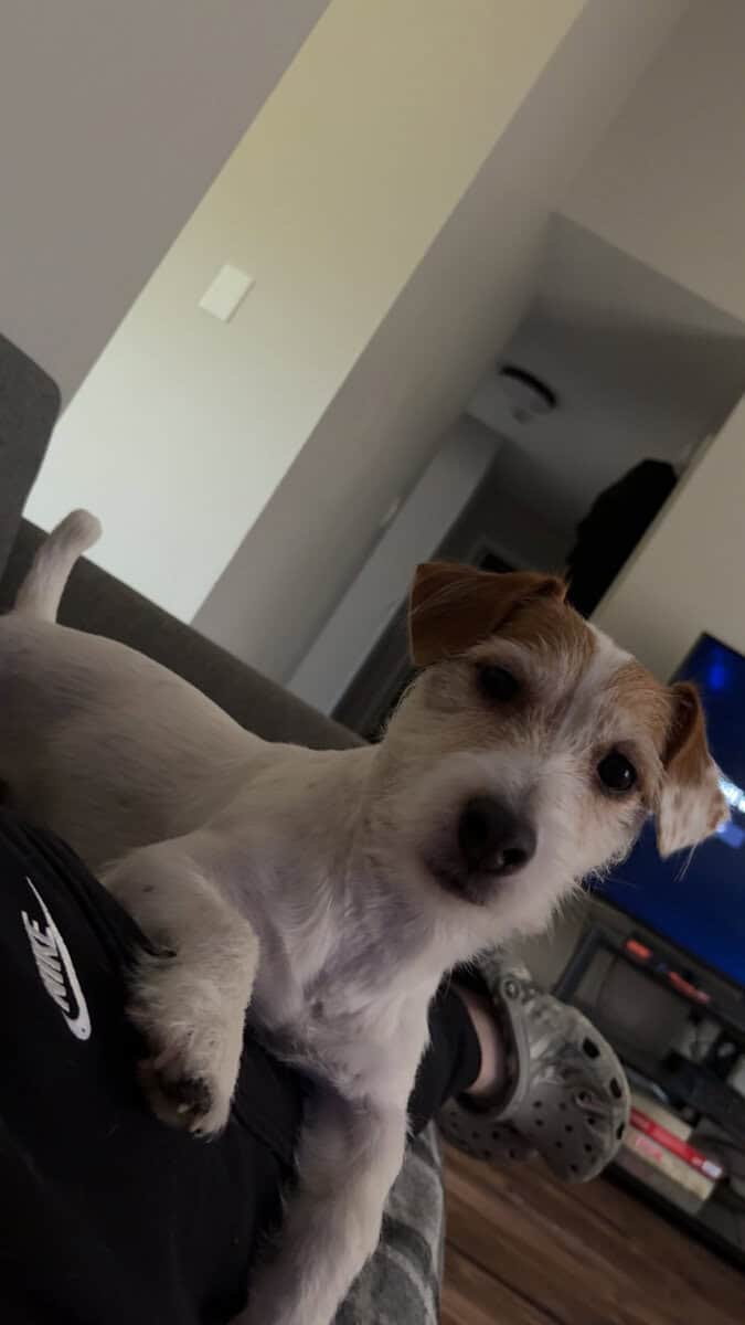 Shorty, Jack Russell terrier CKC registered stud image 1