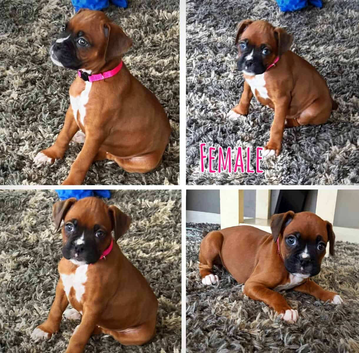 Boxer puppies image 6