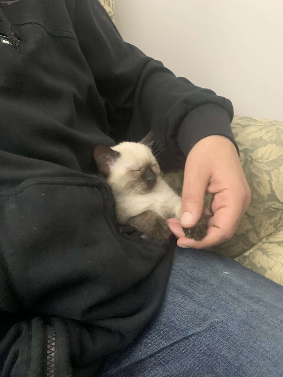 Purebred Siamese Kittens image 2